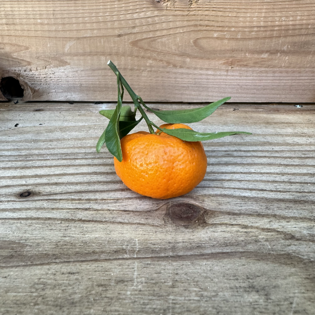 葉付みかんの商品画像