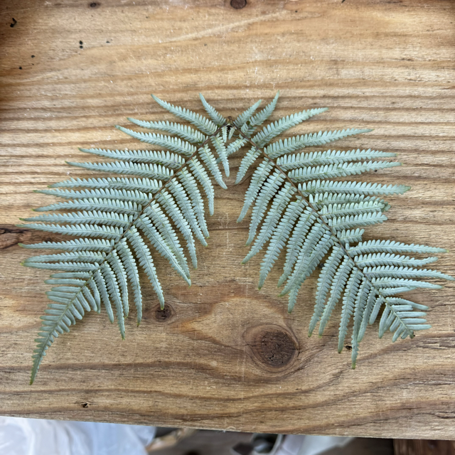 裏白の商品画像