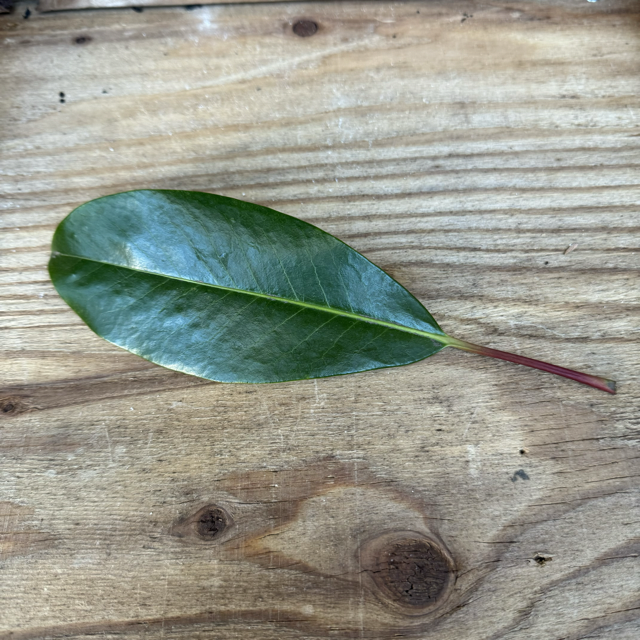 ゆずり葉の商品画像